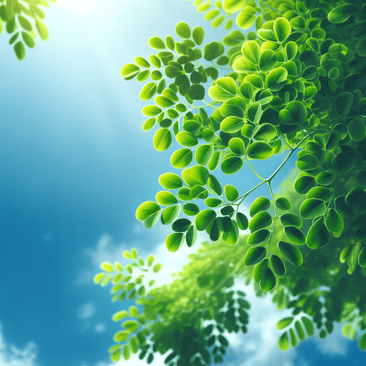 zest of moringa