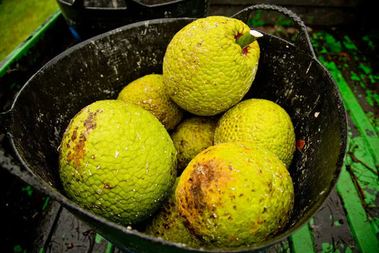 Breadfruit