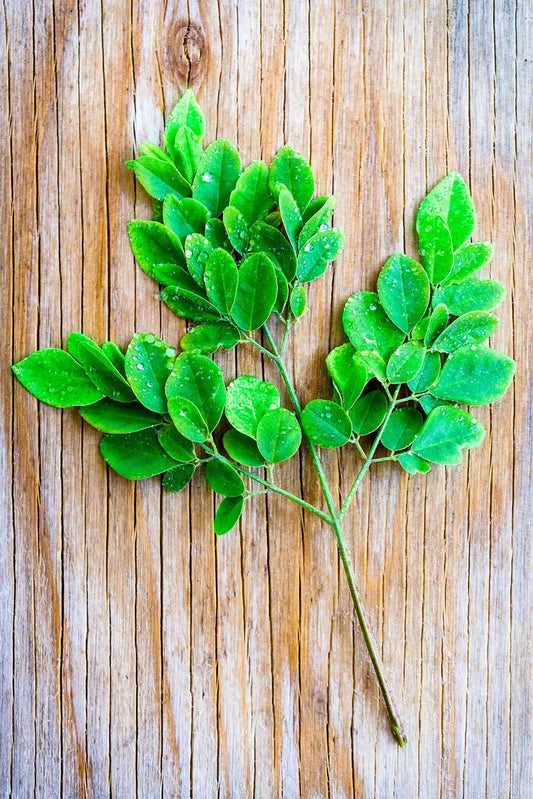 Moringa leaves