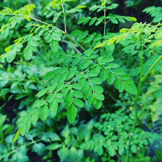 Moringa tree and branches